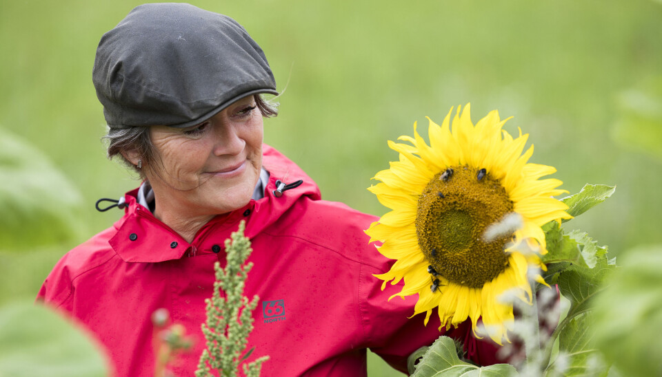 Sanne gør en stor forskel for biodiversitet, og særligt
bestøverne får hendes hjerte til at banke. Derfor har
hun etableret et stykke jord med solsikker, så humlebierne flyver hen over bilerne, når de passerer vejen. Sanne gør en stor forskel for biodiversitet, og særligt
bestøverne får hendes hjerte til at banke. Derfor har
hun etableret et stykke jord med solsikker, så humlebierne flyver hen over bilerne, når de passerer vejen.