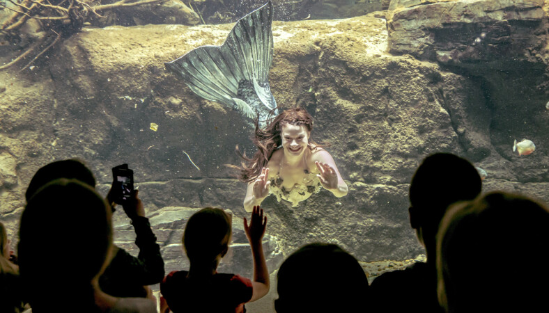 Anders, hustru Karin er professionel havfrue
i akvariet på Den Blå Planet. Som teateruddannet befinder hun sig som en fisk i vandet
bag ruden i akvariet.