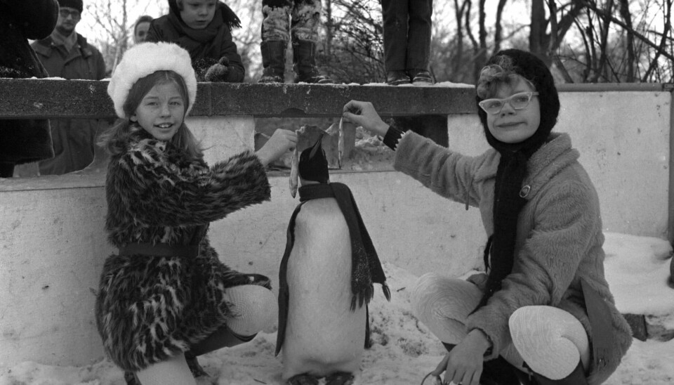 Sammen med Pippi Langstrømpe-skuespilleren Inger Nilsson besøgte Sonia Maria Sander i vinteren 1970 pingvinen Pondus i Zoologisk Have på Frederiksberg. (Foto: Jens Glargaard/Ritzau Scanpix)