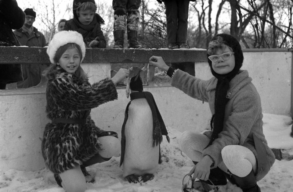 Sammen med Pippi Langstrømpe-skuespilleren Inger Nilsson besøgte Sonia Maria Sander i vinteren 1970 pingvinen Pondus i Zoologisk Have på Frederiksberg. (Foto: Jens Glargaard/Ritzau Scanpix)