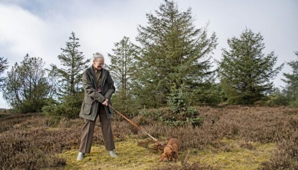 Under sin vinterferie i den kongelige jagthytte i Trend kunne dronning Margrethe i sidste uge fortælle, at vi går lysere tider i møde. Dels fordi foråret er på vej, og dels fordi der anes en ende på nedlukningen, efterhånden som antallet af vaccinerede stiger. Som en af de første i landet blev majestæten selv i januar vaccineret mod Covid-19.

- De første forårstegn er begyndt at dukke frem i skovbunden, på buske og træer og i små og store haver rundt omkring i landet. Den danske natur er noget ganske særligt, og det skal vi alle glæde os over. Det seneste år har naturen været et frirum for mange af os, og vi har oplevet Danmark på en ny måde. I den kommende tid må vi fortsat leve med restriktioner, men i mere end én forstand går vi lysere tider i møde, lød de opløftende ord, som dronningen sendte som en varm forårshilsen.

 Den syvårige gravhund Tillia bliver holdt i snor, så den ikke forsvinder på opdagelse i skoven (Foto: Kongehuset)

LÆS OGSÅ: Uheldige Mary: Mystik om sæbeøje

Vinterferien har hun ellers altid tilbragt i Norge, men på grund af restriktioner har det ikke været muligt i år. Her har traditionen været at tilbringe en uge hos sin gode venner Eleonore og Valentin Sibbern i Skei nord for Lillehammer og afslutningsvis et par dage hos kong Harald og dronning Sonja.

Den 84-årige norske konge har de sidste års tid haft store problemer med helbredet og måtte i efteråret igennem endnu en hjerteoperation. Han er endnu sygemeldt efter en knæoperation for fire uger siden. Forleden havde dronningen dog lejlighed til at sende dem en videohilsen i anledning af deres 30-års regentjubilæum.

LÆS OGSÅ: Prins Felix går i sin fars fodspor

- Harald og Sonja, I repræsenterer jeres land – nej, I ER jeres land. Det gør mig glad hver gang, jeg ser det, lød det i indslaget, der blev sendt på norsk tv.

Vel tilbage fra Trend flyttede dronning Margrethe i går ind på Fredensborg Slot, hvor hun har residens indtil juni. På grund af smittefare var det dog igen i år uden de lokale borgeres traditionelle fakkeltog for at byde hende velkommen. Til gengæld kan dronningen på onsdag deltage i årets første urparade på Livgardens Kaserne på Rosenborg.

LÆS OGSÅ: Helt nyt look: Kan du kende Jackie Navarro?