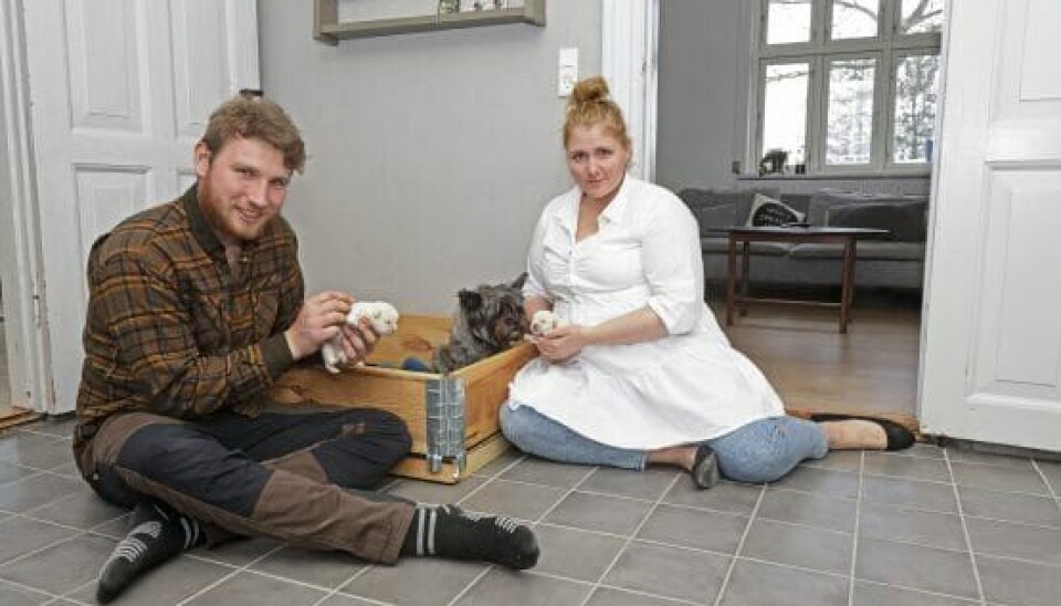 Parrets hund har netop fået tre små hvalpe (Foto: Niels Henrik Dam)