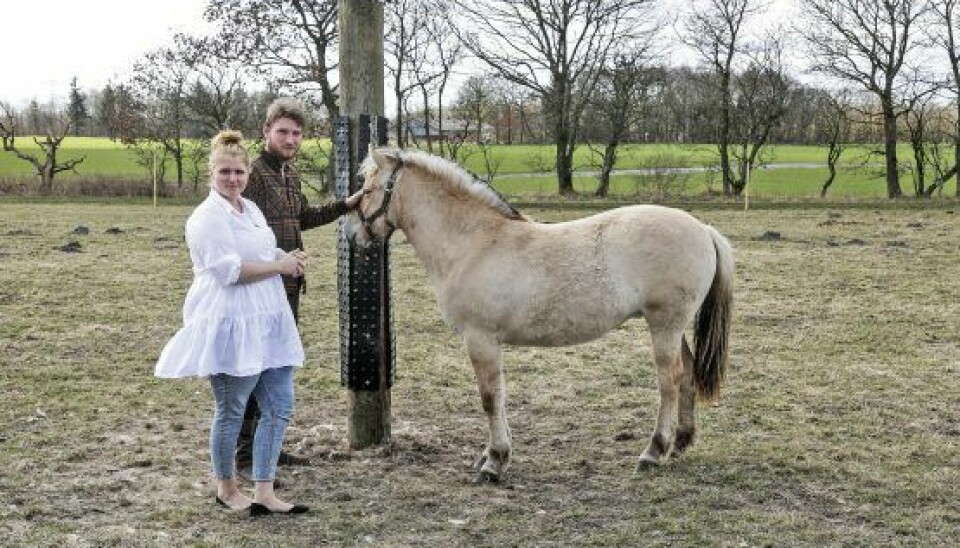 Stine Marthine har altid elsket heste, og hun har i alt seks af slagsen, som Niels hjælper hende med at passe (Foto: Niels Henrik Dam)