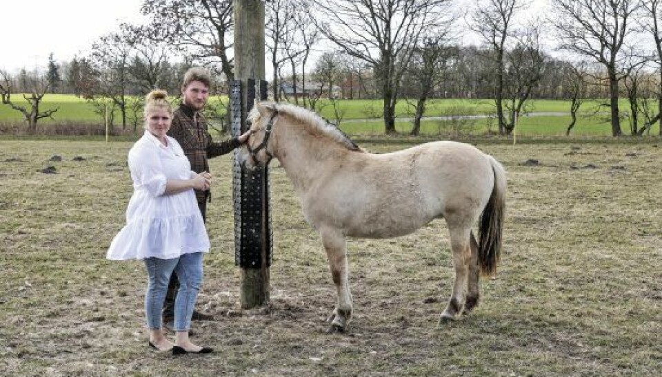 Stine Marthine har altid elsket heste, og hun har i alt seks af slagsen, som Niels hjælper hende med at passe (Foto: Niels Henrik Dam) Stine Marthine har altid elsket heste, og hun har i alt seks af slagsen, som Niels hjælper hende med at passe (Foto: Niels Henrik Dam)