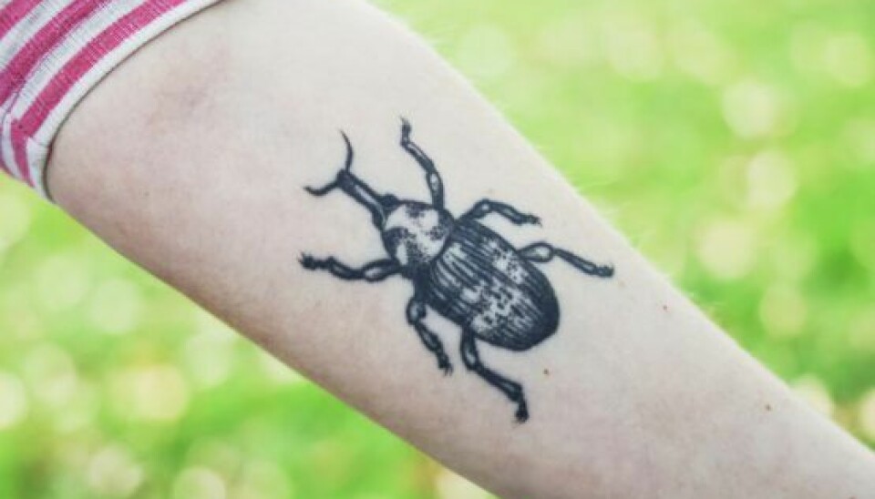 Laura har fået tatoveret en snudebille på sin arm. – Da jeg var barn, blev jeg kaldt snudebillen, fordi jeg altid trak næsen op på en sjov måde, fortæller Laura, der fik tatoveringen i forbindelse med sin mors død. (Foto: Niels Henrik Dam)