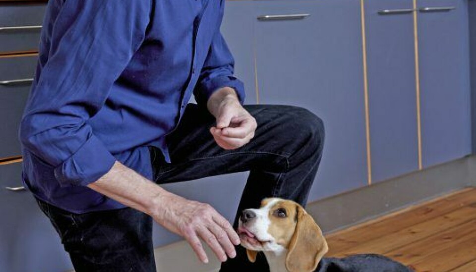 En beagle er enormt lærenem, og Kim har hurtigt lært Donna at sidde, give pote, lægge sig og rulle rundt med en godbid i sigte. (Foto: Bo Nymann)