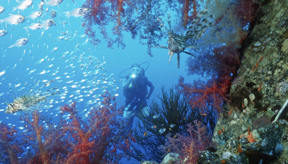 Området er kendt for sine flotte
koralrev.